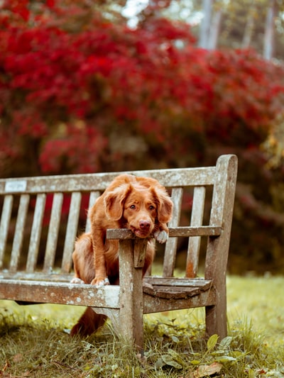 狗坐在棕色的板凳
